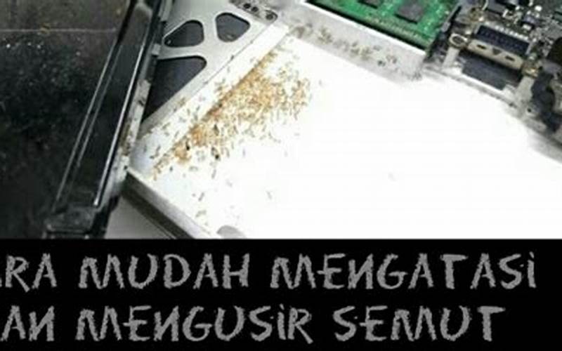 Cara Menghilangkan Semut Dari Laptop